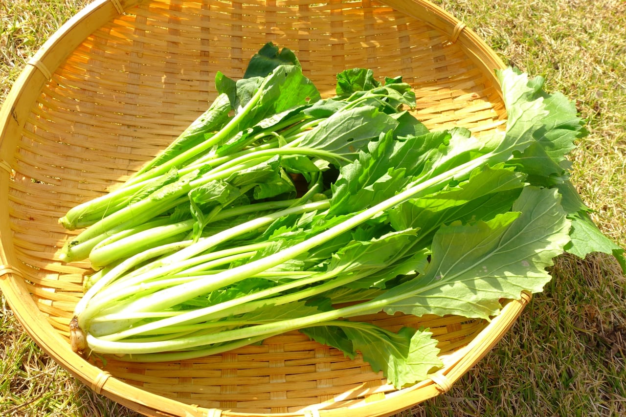 千葉市緑区 テレビでも紹介された土気のからし菜 からし菜粒マスタードで大人の味 号外net 千葉市若葉区 緑区